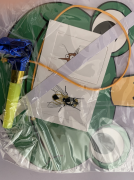 青蛙捕食模拟器